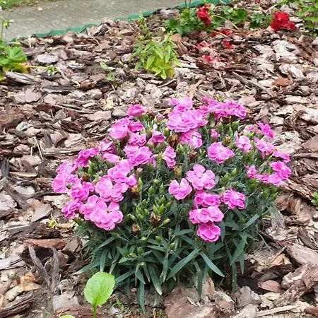 Mila Balaton * Balatonfůzfő