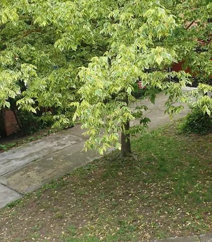 Mila Balaton Балатонфюзфё