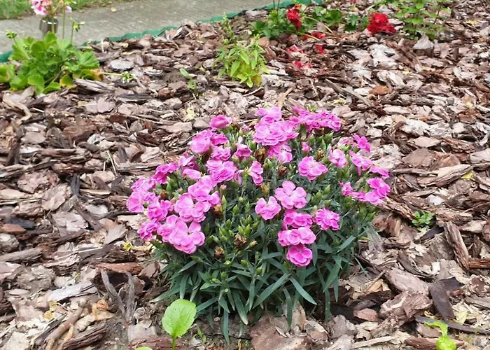 Mila Balaton * Балатонфюзфё